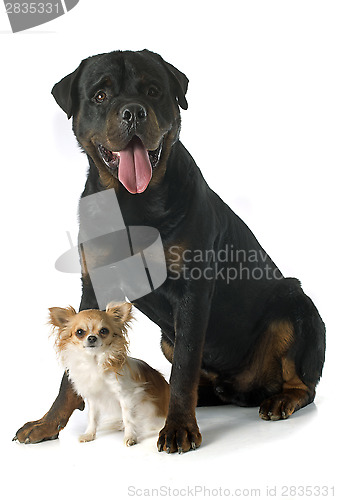 Image of rottweiler and chihuahua