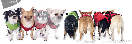 Image of dressed chihuahuas