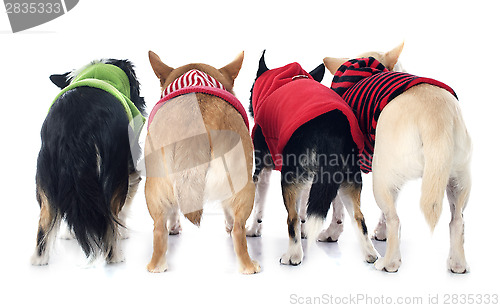 Image of back of chihuahuas