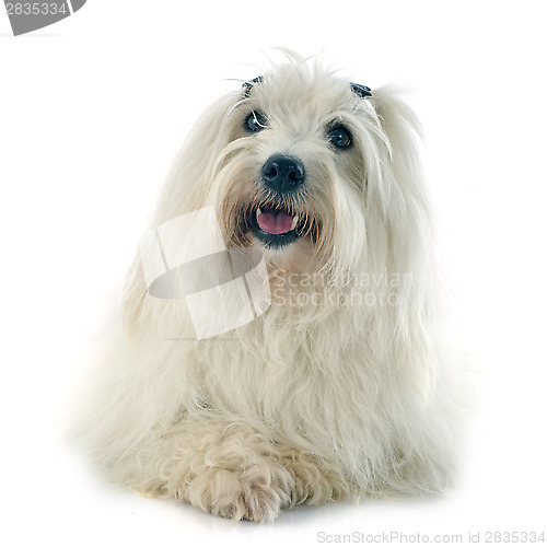 Image of coton de tulear