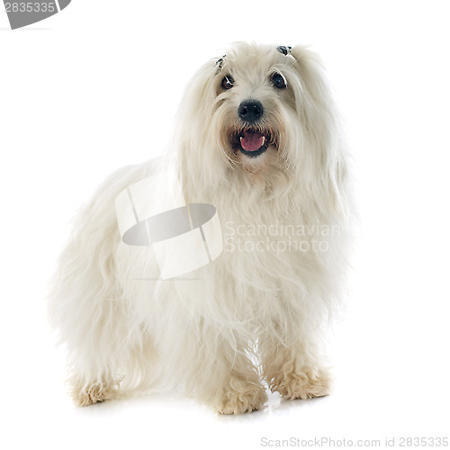 Image of coton de tulear