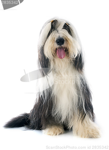 Image of bearded collie