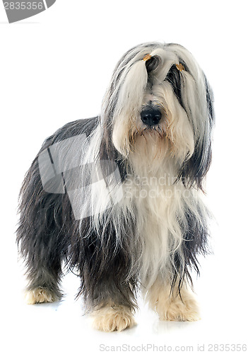 Image of bearded collie