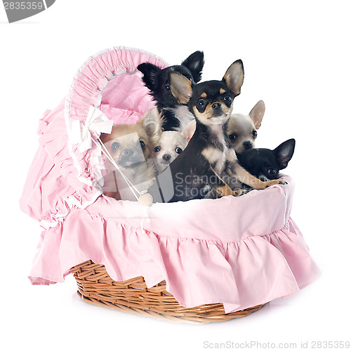 Image of puppies chihuahua