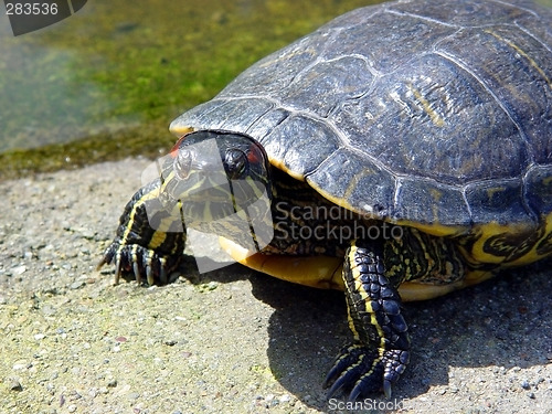 Image of Turtle looking straight at you