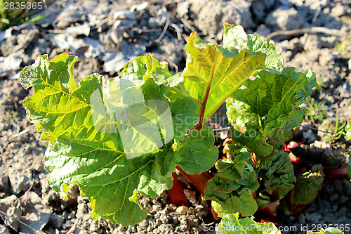 Image of Young sprouts of a rhubarb in the kitchen garden