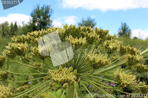 Image of big umbels of Heracleum