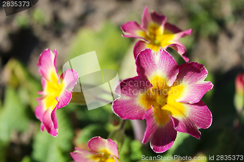 Image of beautiful flowers of primula