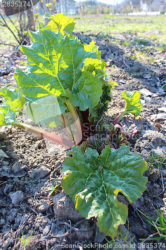 Image of Young sprouts of a rhubarb in the kitchen garden