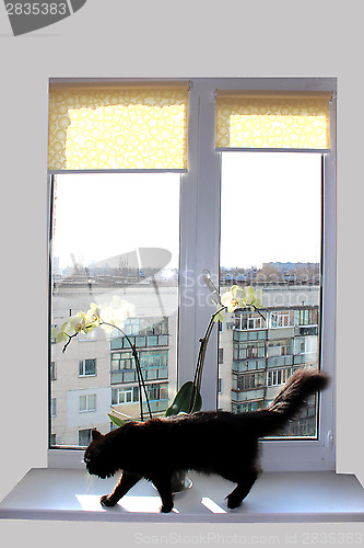 Image of black cat walking on the window-sill