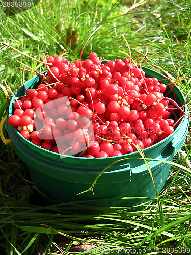 Image of harvest of red schizandra