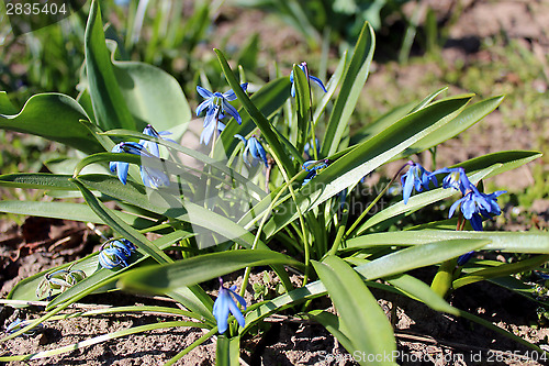 Image of blue snowdrops near the house