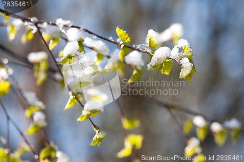 Image of birch branch under sudden snow