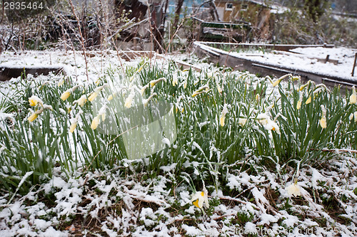 Image of flowers under sudden snow