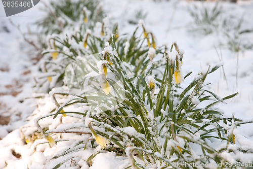 Image of narcissus flowers under sudden snow