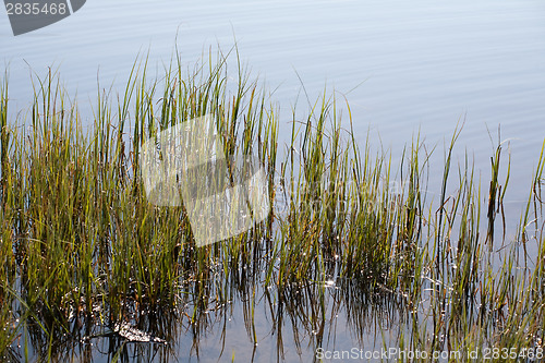 Image of water-plant weed shore