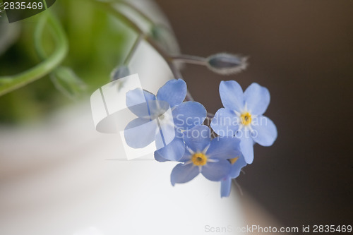 Image of forget-me-not blue flowers
