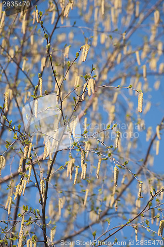 Image of birch catkins