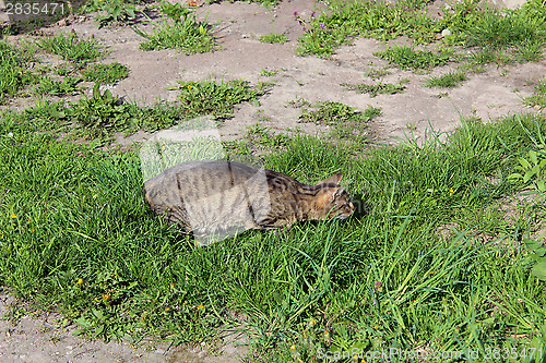 Image of grey cat preparing to attack