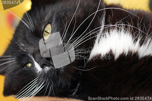 Image of head of lying big and black cat