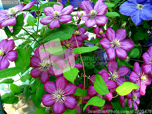 Image of beautiful blue flowers of clematis