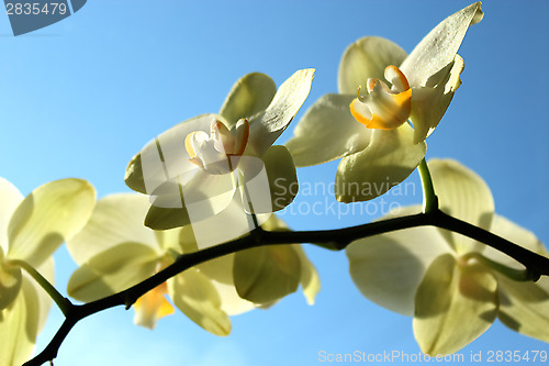 Image of Fine branch of a blossoming yellow orchid