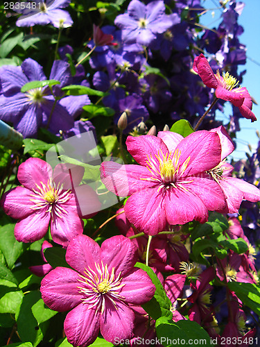 Image of beautiful red flowers of clematis