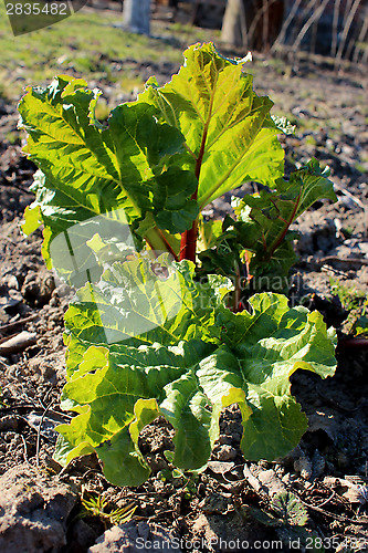 Image of Young sprouts of a rhubarb in the spring