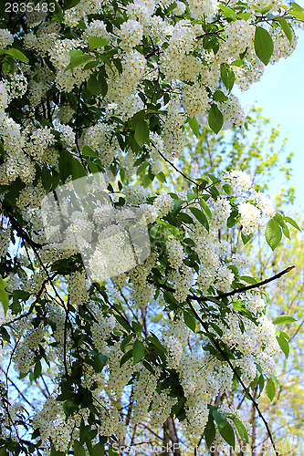 Image of big branches of bird cherry tree