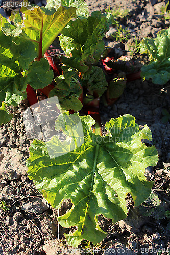 Image of Young sprouts of a rhubarb in the spring
