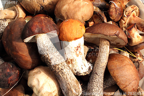 Image of Beautiful and different mushrooms