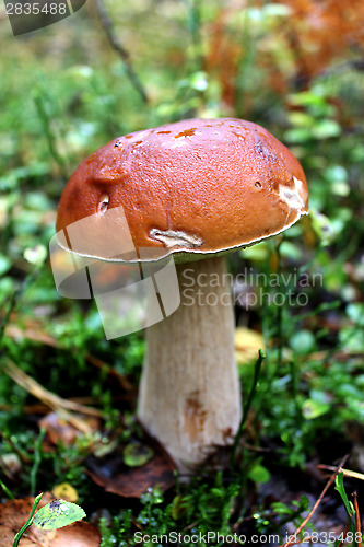Image of Beautiful and little cep in the forest