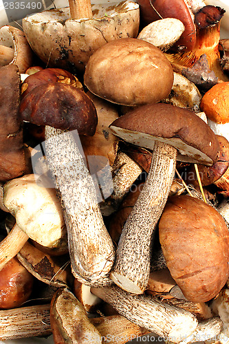 Image of Beautiful and different mushrooms