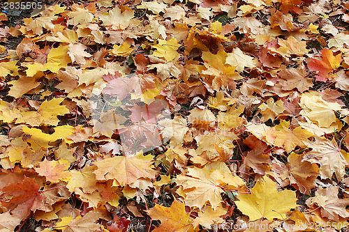 Image of beautiful yellow leaves on the ground
