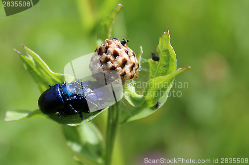Image of a pair of flower chafers