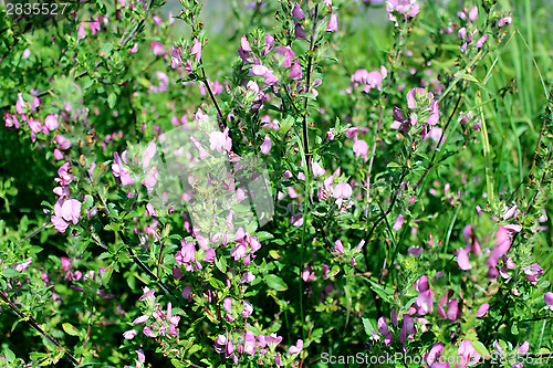 Image of beautiful pink meadow flowers