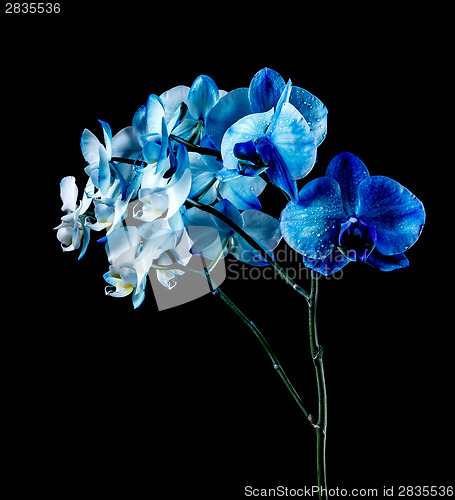 Image of Blue orchid