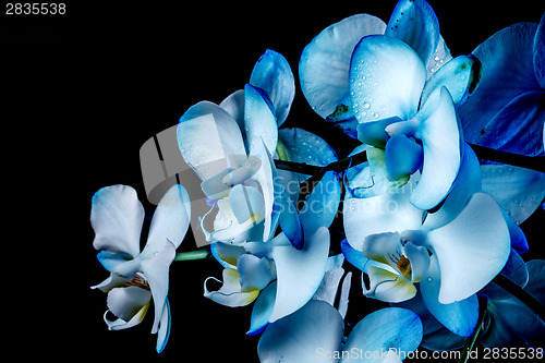 Image of Blue orchid 