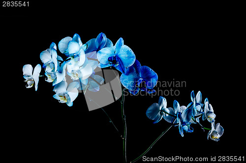 Image of Orchid