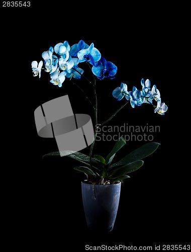 Image of Blue orchid