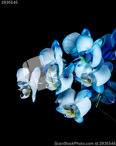 Image of Blue orchid