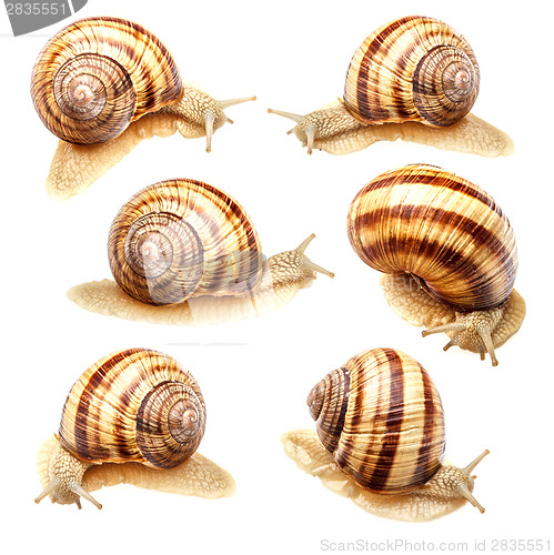 Image of Garden snail