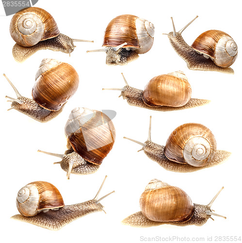 Image of Snail collection