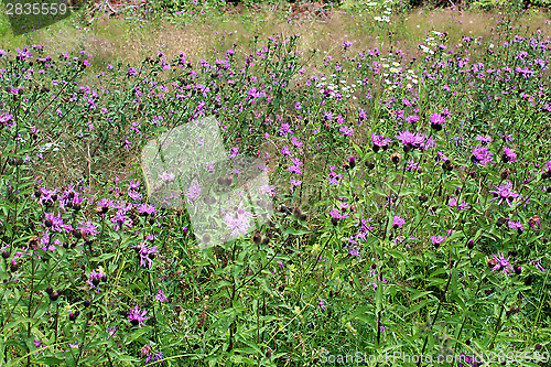 Image of field of flowers of Cirsium arvense