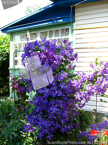 Image of beautiful blue flowers of clematis near the house