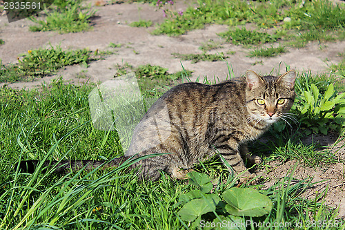 Image of grey cat on the green grass