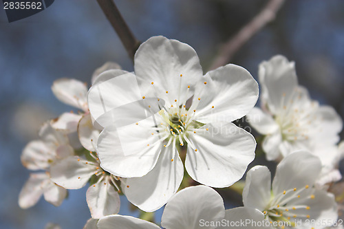 Image of beautiful white flowers of blossoming cherry-tree