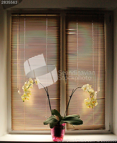 Image of white orchid on the window-sill with jalousie