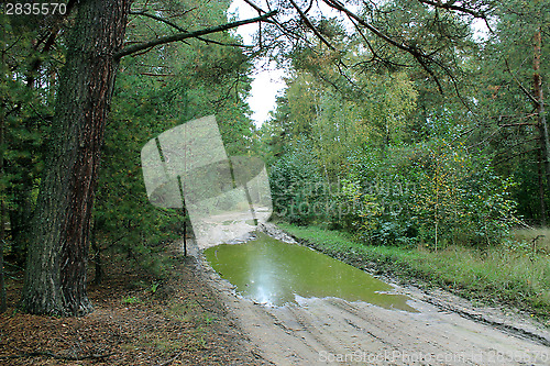 Image of road with dirt and greater pool in the forest