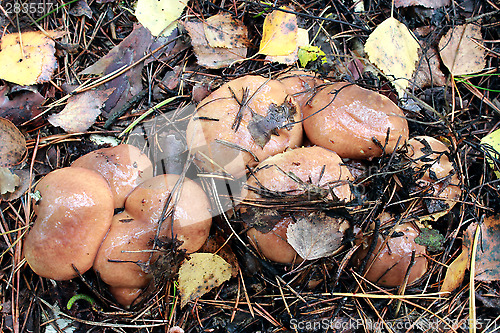 Image of nice mushrooms of Suillus